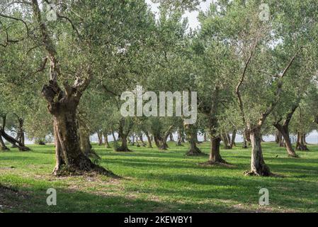 Olivenbaum Italien, Blick im Sommer auf Olivenbäume in der Grotte di Catullo auf der malerischen Landzunge der Halbinsel Sirmione, Gardasee, Lombardei, Italien Stockfoto