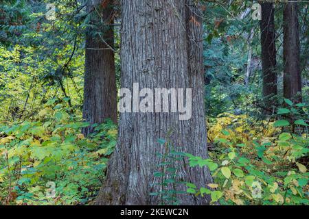 Siedler Hain aus uralten Zedern Stockfoto