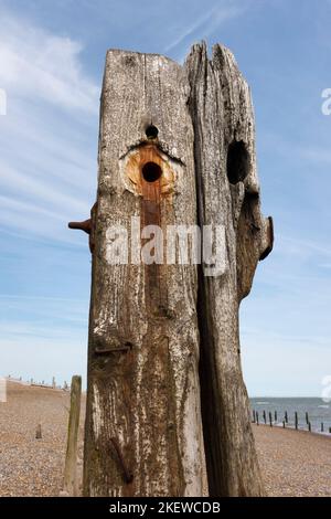 Hölzerne Meeresabwehr (Wellenbrecher oder Groynes) am Strand im Rye Harbour Nature Reserve, Sussex, England. Stockfoto