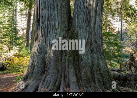 Siedler Hain aus uralten Zedern Stockfoto