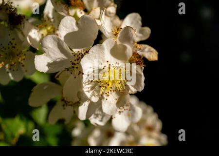 Wilde Rosenblüten. Sommer Blühende Laubkletterei Wildrose Pflanze. Stockfoto