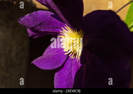 Clematis Viola. Sommer Blühend Laubkletterei Clematis Plant. Die purpurne Clematis-Blume blüht. Es ist eine Nahaufnahme von purpurnen Clemati Stockfoto