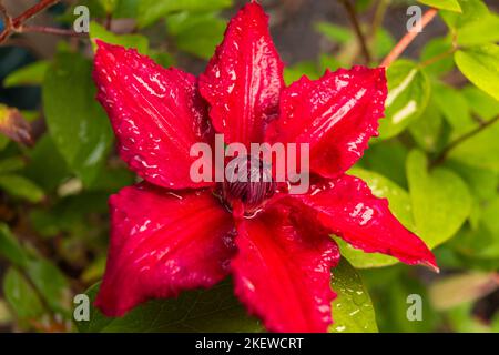 Clematis Perida. Sommer Blühend Laubkletterei Clematis Plant. Die rote Clematis-Blume blüht. Es handelt sich um eine Nahaufnahme von violetten Clematis. Stockfoto