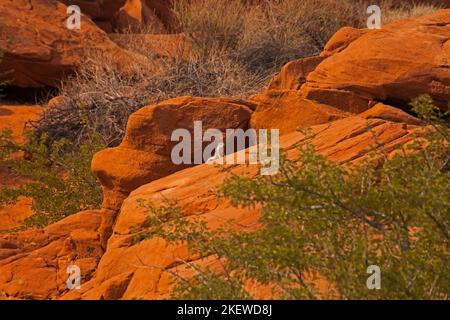 Weißschwanz-Antilopenhörnchen (Ammospermophilus leucurus) auf roten Felsen im Valley of Fire State Park. Nevada Stockfoto