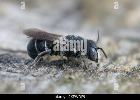 Detaillierte Nahaufnahme einer weiblichen mediterranen kleinen Panzerbiene, Heriades crenulatus in der Gard, Frankreich Stockfoto