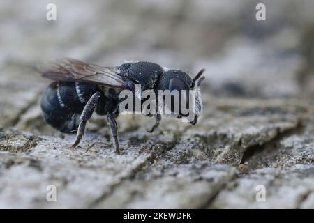 Detaillierte Nahaufnahme einer weiblichen mediterranen kleinen Panzerbiene, Heriades crenulatus in der Gard, Frankreich Stockfoto