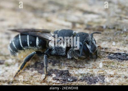 Detaillierte Nahaufnahme einer weiblichen mediterranen kleinen Panzerbiene, Heriades crenulatus in der Gard, Frankreich Stockfoto