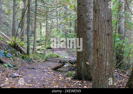 Der Pulaski Tunnel Trail in der Nähe von Wallace, Idaho, führt den Wanderer zu einem verlassenen Minenschacht, wo Dutzende von Männern bei einem wütenden Waldbrand im Jahr 1910 gerettet wurden. Stockfoto