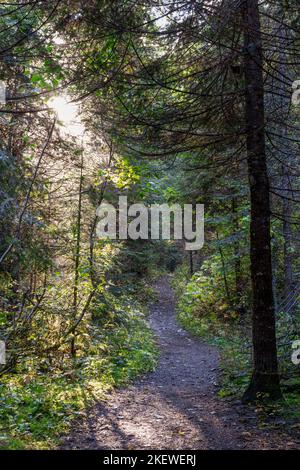 Der Pulaski Tunnel Trail in der Nähe von Wallace, Idaho, führt den Wanderer zu einem verlassenen Minenschacht, wo Dutzende von Männern bei einem wütenden Waldbrand im Jahr 1910 gerettet wurden. Stockfoto