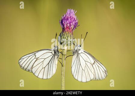 Zwei schwarz-aderige Weiße (Aporia crataegi) von Angesicht zu Angesicht auf einer Wiese. Elsass, Frankreich. Stockfoto