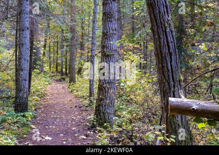 Der Pulaski Tunnel Trail in der Nähe von Wallace, Idaho, führt den Wanderer zu einem verlassenen Minenschacht, wo Dutzende von Männern bei einem wütenden Waldbrand im Jahr 1910 gerettet wurden. Stockfoto