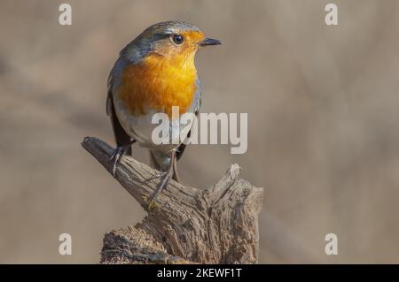 Europäischer Robin (Erithacus rubecula), der im Winter im Wald ruht. Elsass, Frankreich. Stockfoto