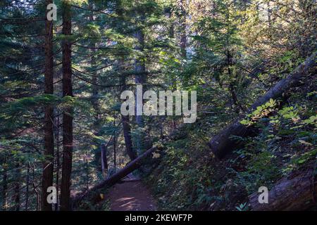 Der Pulaski Tunnel Trail in der Nähe von Wallace, Idaho, führt den Wanderer zu einem verlassenen Minenschacht, wo Dutzende von Männern bei einem wütenden Waldbrand im Jahr 1910 gerettet wurden. Stockfoto