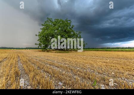 Stürmischer Himmel über kultivierter Ebene im Sommer. Elsass, Frankreich. Stockfoto