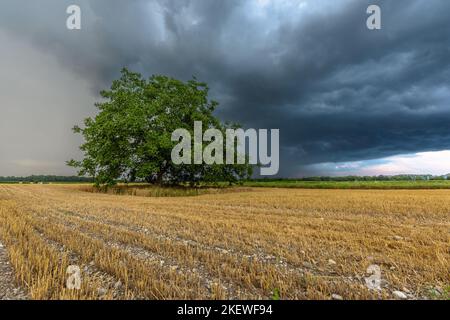 Stürmischer Himmel über kultivierter Ebene im Sommer. Elsass, Frankreich. Stockfoto