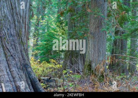 Siedler Grove of Ancient Cedars ist ein Nord-Idaho-Wald mit über 1.000 Jahre alten Bäumen und Stämmen mit einem Durchmesser von mehr als 10 Fuß. Stockfoto