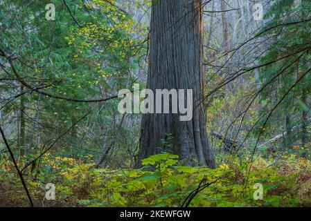 Siedler Grove of Ancient Cedars ist ein Nord-Idaho-Wald mit über 1.000 Jahre alten Bäumen und Stämmen mit einem Durchmesser von mehr als 10 Fuß. Stockfoto