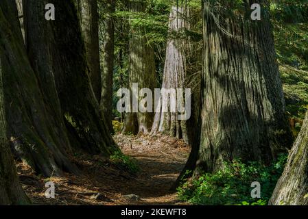 Siedler Grove of Ancient Cedars ist ein Nord-Idaho-Wald mit über 1.000 Jahre alten Bäumen und Stämmen mit einem Durchmesser von mehr als 10 Fuß. Stockfoto