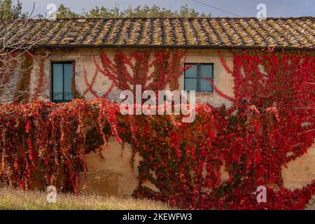 Die Wand eines Landhauses ist fast vollständig mit einer Kletterpflanze mit bunten Herbstblättern bedeckt, Casciana Terme, Italien Stockfoto