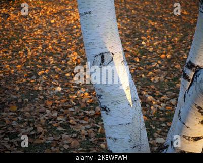 Stamm einer Birke mit abgefallenen Blättern im Hintergrund. Augenförmiger Knoten aus Birkenstamm. Stockfoto