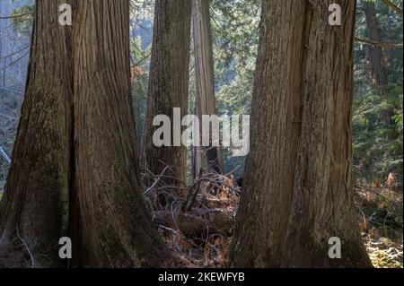 Siedler Grove of Ancient Cedars ist ein Nord-Idaho-Wald mit über 1.000 Jahre alten Bäumen und Stämmen mit einem Durchmesser von mehr als 10 Fuß. Stockfoto