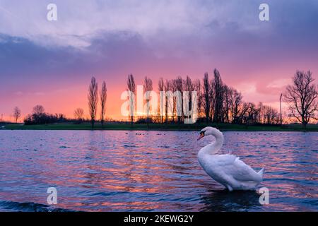 schwan posiert auf einem See, wunderschön mit atemberaubendem Sonnenaufgang im Hintergrund Stockfoto