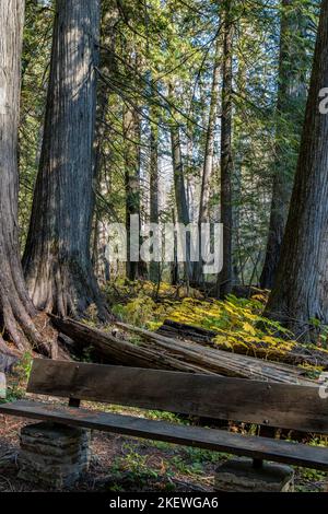 Siedler Grove of Ancient Cedars ist ein Nord-Idaho-Wald mit über 1.000 Jahre alten Bäumen und Stämmen mit einem Durchmesser von mehr als 10 Fuß. Stockfoto