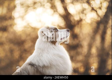 Männliche Australian Shepherd Stockfoto