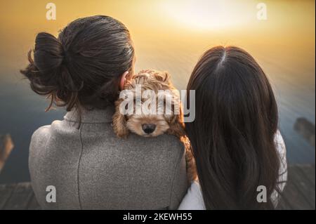Cockerpoo Welpen Stockfoto
