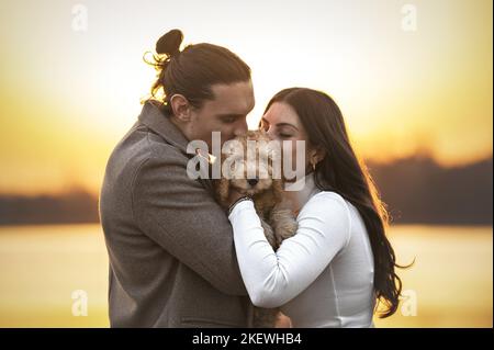 Cockerpoo Welpen Stockfoto