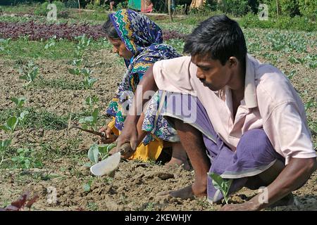 Eine ländliche Familie, die auf einem landwirtschaftlichen Feld pflanzt. Khulna, Bangladesch. Stockfoto