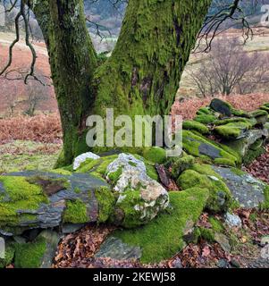 Moosbedeckte Trockensteinmauer und alter Baum am Cwm Llan in der Nähe von Watkin Path to Snowdon im Snowdonia National Park Gwynedd North Wales UK Stockfoto