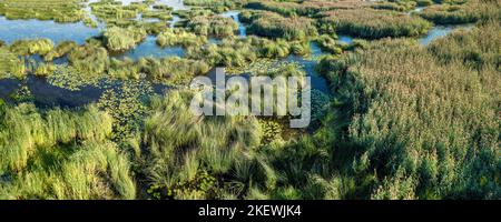 Schilfinseln und überwuchertes Wasser an der sumpfigen Küste. Landschaftlich reizvolle Panoramaaussicht aus dem hohen Winkel Stockfoto