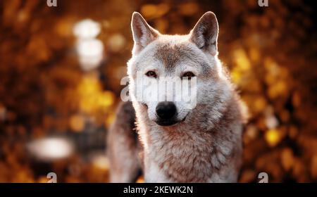 Porträt eines grauen Wolfs Canis Lupus in einem Herbstwald, Nahaufnahme eines Raubtieres. Wilder großer Hund im Wald, Szene im Wald Stockfoto