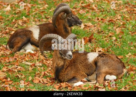 Zwei Erwachsene männliche Mufflons mit massiven Hörnern, die auf einer Wiese liegen, Herbsttag, keine Menschen. Stockfoto