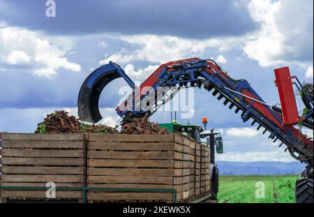 Karotten-Harvester-Entladen Unterwegs. Geerntete Karotte Auf Dem Förderband Des Karottenhäckslers. Moderne Landwirtschaftstechnik. Technologie und Produkt Stockfoto