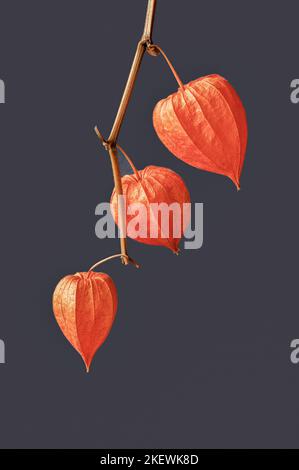 Zweig der hellen malerischen Pflanze Physalis auf dunklem Hintergrund Nahaufnahme. Natürlicher Herbsthintergrund für saisonales Banner Stockfoto