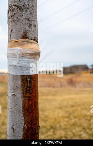 Beschädigter Baum mit saft, der die Rinde ausweint, und einem schützenden Verband Stockfoto