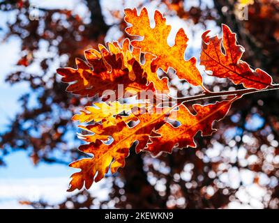 Eichenblätter in Herbstfarben. Cantalojas, Guadalajara, Castilla La Mancha, Spanien, Europa Stockfoto