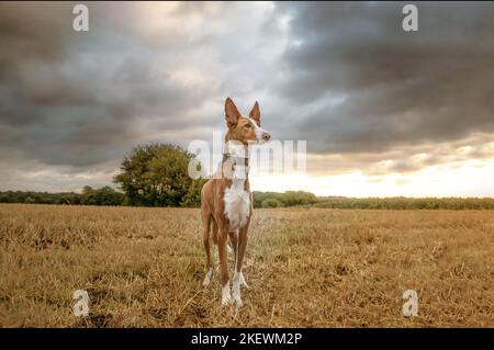 Podenco Valenciano Stockfoto