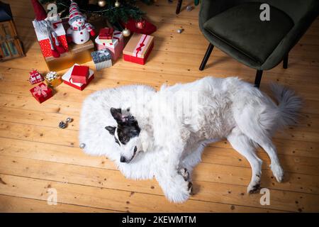 Weißer Hund unter Weihnachtsbaum zu Hause Stockfoto