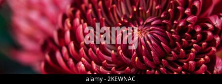 Dunkles Pflaume violette Chrysanthemen Blumen Hintergrund.Webbanner Stockfoto