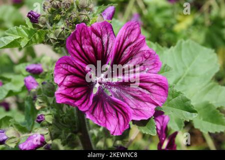 Blume des mauretanischen Malven (Malva sylvestris ssp. Mauritiana) Stockfoto