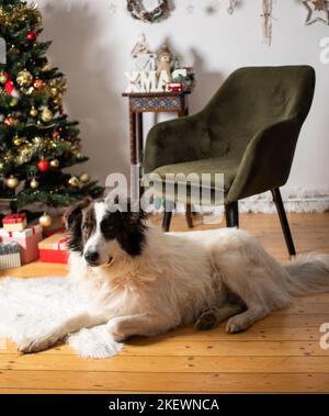 Weißer Hund unter Weihnachtsbaum zu Hause Stockfoto