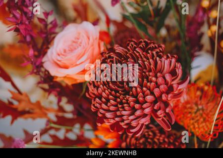 Dunkelpflaumenviolette Chrysanthemen und rosafarbene Rosenblumen als Hintergrund. Stockfoto