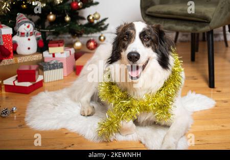 Weißer Hund unter Weihnachtsbaum zu Hause Stockfoto