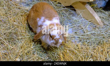 Ein junges hellbraunes und weiß geflecktes Kaninchen mit langen Ohren Stockfoto