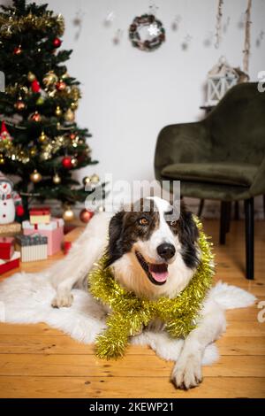 Weißer Hund unter Weihnachtsbaum zu Hause Stockfoto