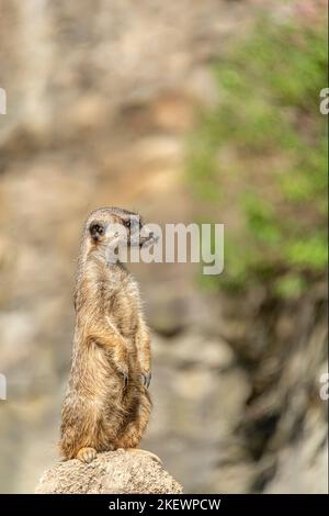 Nahaufnahme einer einzigen Erdmännchen (Suricata suricatta) auf der Wache im Berliner Zoo, Deutschland Stockfoto