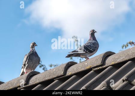 Ein paar homing Tauben gehen auf dem Rücken eines Daches Stockfoto